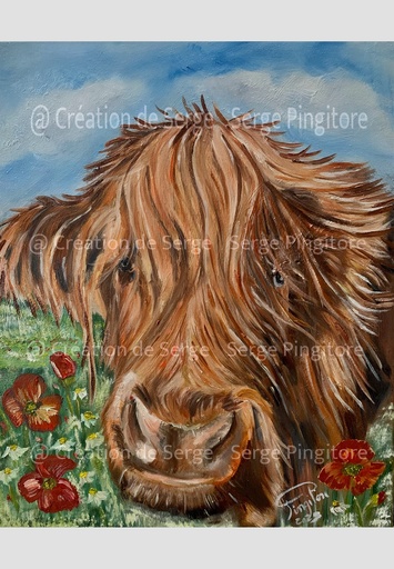 Vache Highland